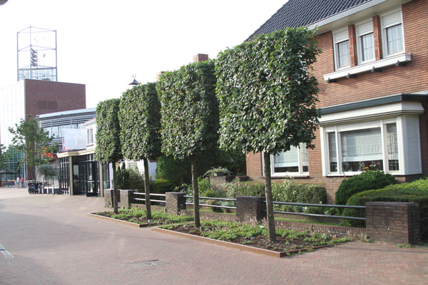 Steenstraat